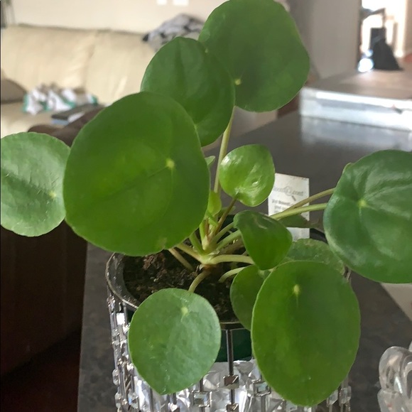 Meet your Posher, Shabnum - Picture 1 of 1